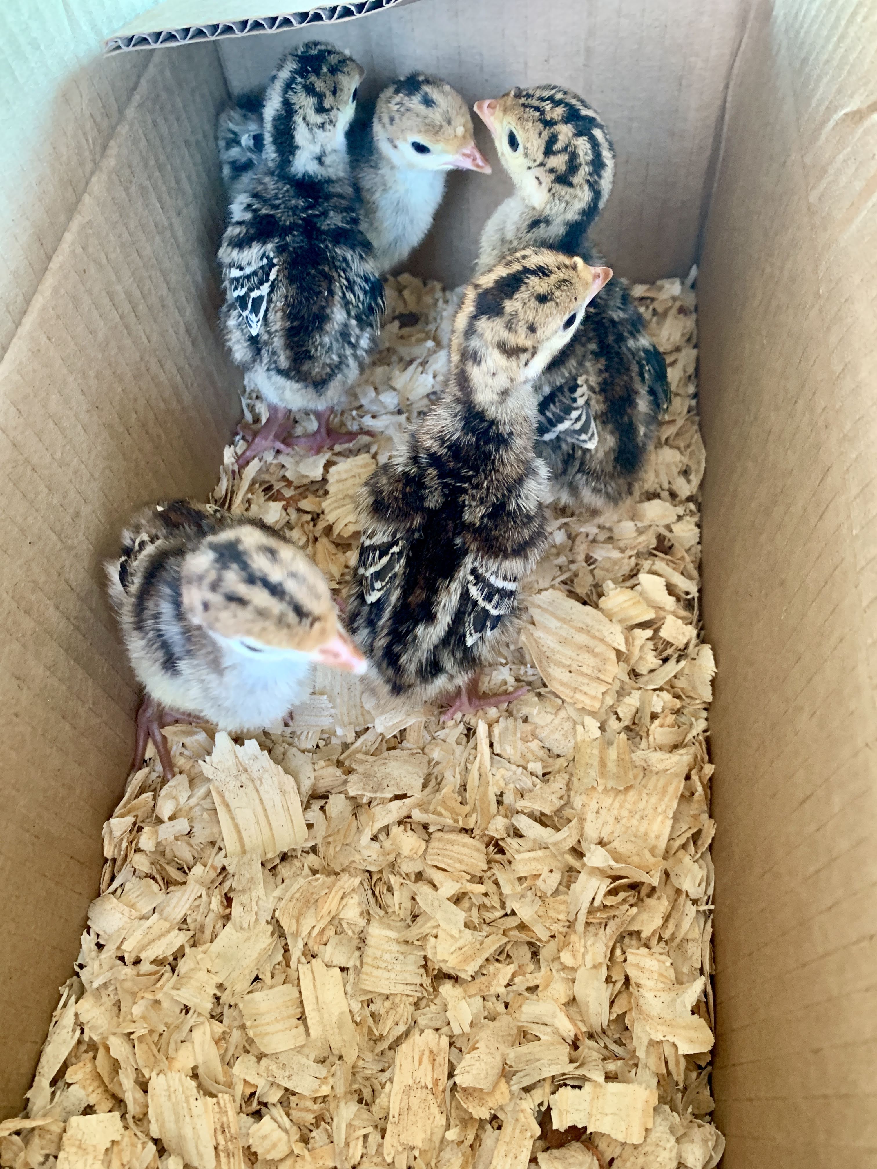 turkeys